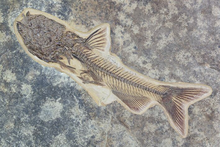 Rare, Fossil Catfish (Site Closed) - Green River Formation #93161